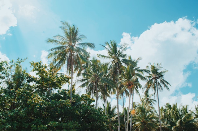 a-few-palm-trees-with-the-sky-in-the-backdrop