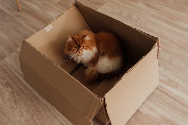 an orange cat sitting in a box